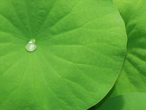 Gịo sương trên lá