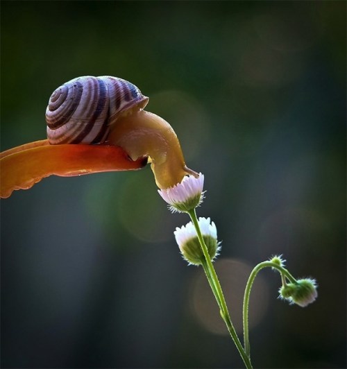 snail3
