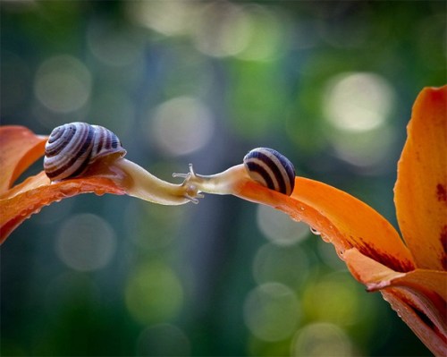 snail6