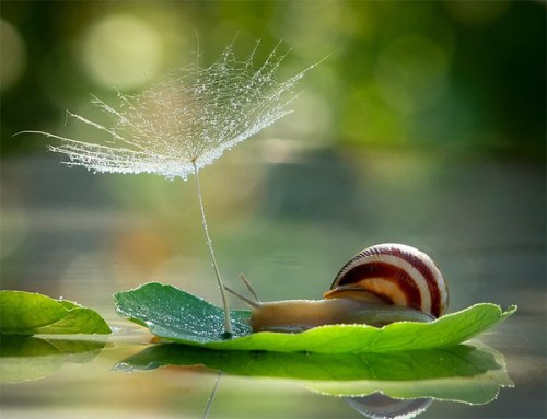snail8