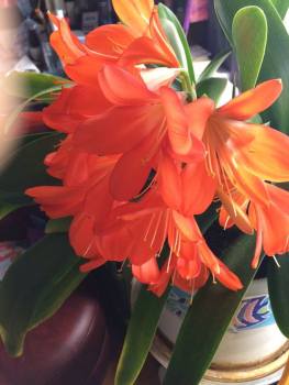 Clivia1